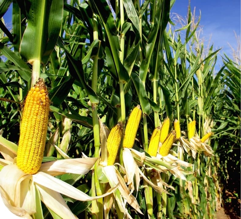 images of corn